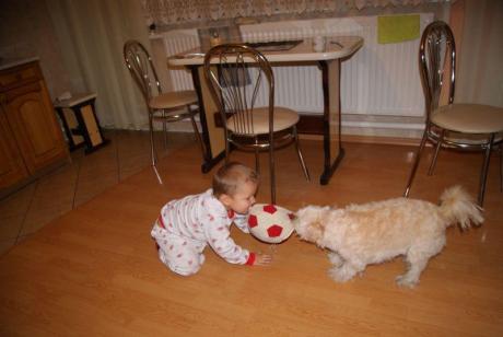 Pies, najlepszy przyjaciel?<a href="profile.php?lookup=213"> - Aleks</a><br/>
		         Komentarzy: 2
 Obejrzano:  27388 Ocena: Brak
