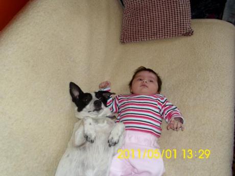 pies<a href="profile.php?lookup=859"> - viki12344</a><br/>
		         Komentarzy: 0
 Obejrzano:  25145 Ocena: Brak
