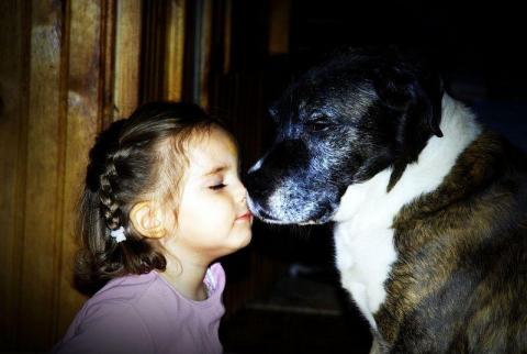 stary dobry pies :)<a href="profile.php?lookup=240"> - maama</a><br/>
		         Komentarzy: 1
 Obejrzano:  28470 Ocena: <img src="images/star.gif" alt="*" style="vertical-align:middle"/><img src="images/star.gif" alt="*" style="vertical-align:middle"/><img src="images/star.gif" alt="*" style="vertical-align:middle"/><img src="images/star.gif" alt="*" style="vertical-align:middle"/><img src="images/star.gif" alt="*" style="vertical-align:middle"/>
